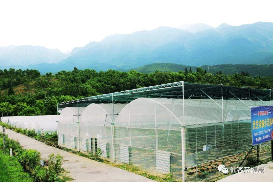 中國靈芝十大品牌|仙客來靈芝|仙客來靈芝破壁孢子粉|仙客來孢子油|仙客來靈芝飲片|仙客來破壁孢子粉|仙客來靈芝中藥飲片|馳名商標|www.carbatteryresident.com|