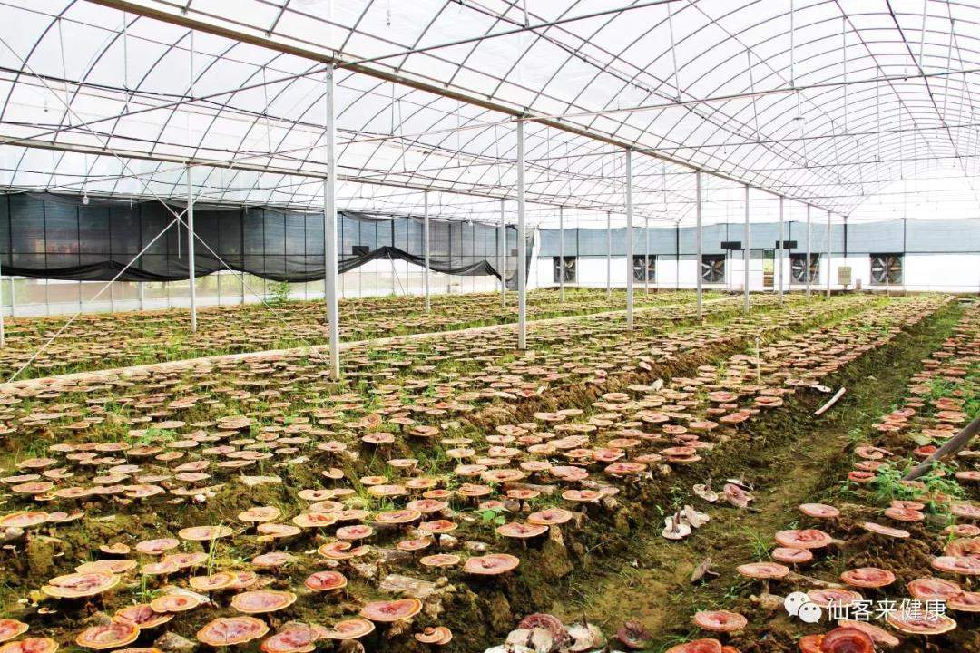 中國靈芝十大品牌|仙客來靈芝|仙客來靈芝破壁孢子粉|仙客來孢子油|仙客來靈芝飲片|仙客來破壁孢子粉|仙客來靈芝中藥飲片|馳名商標|www.carbatteryresident.com|