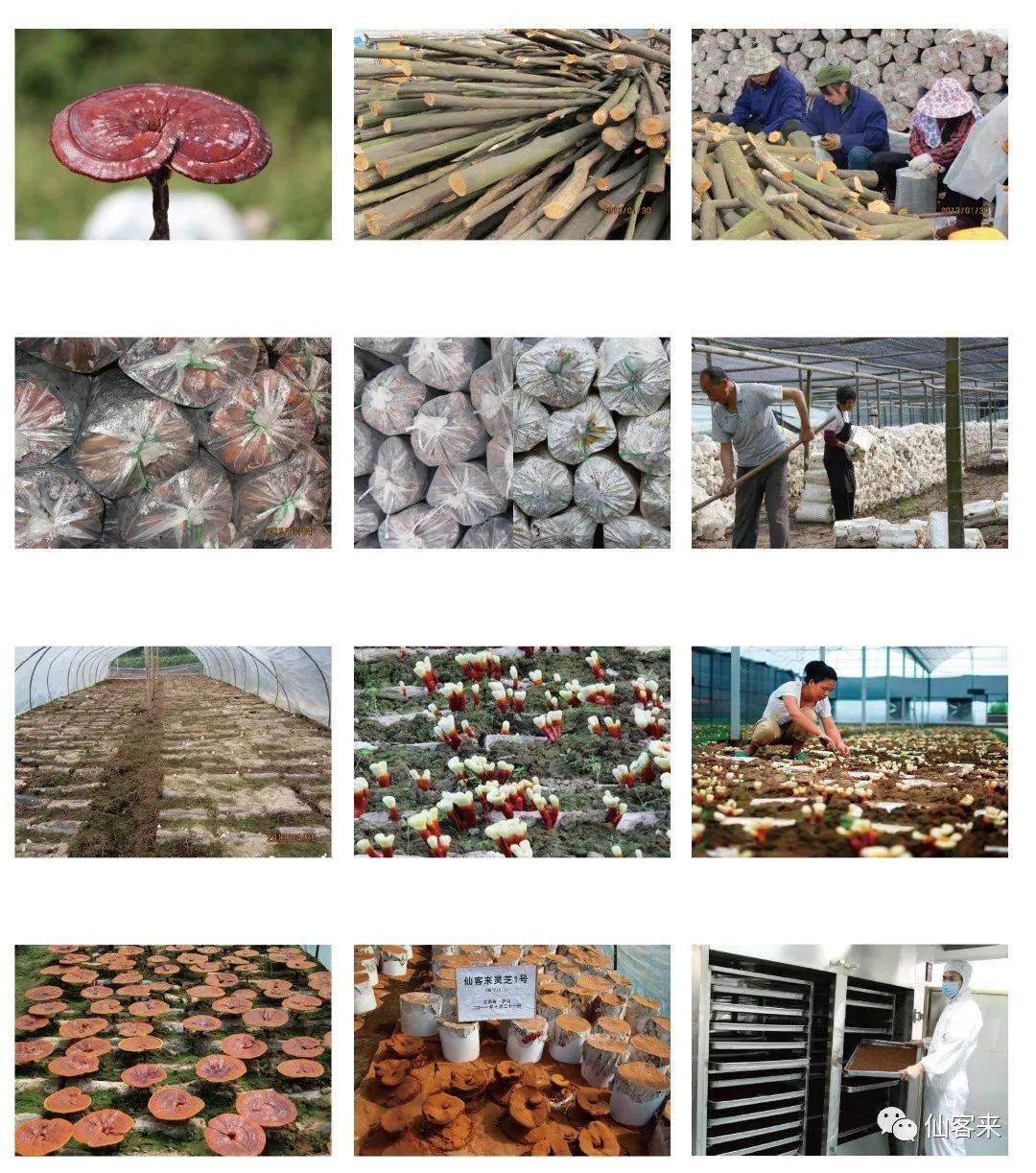 中國(guó)靈芝十大品牌|仙客來(lái)靈芝|仙客來(lái)靈芝破壁孢子粉|仙客來(lái)孢子油|仙客來(lái)靈芝飲片|仙客來(lái)破壁孢子粉|仙客來(lái)靈芝中藥飲片|馳名商標(biāo)|www.carbatteryresident.com|