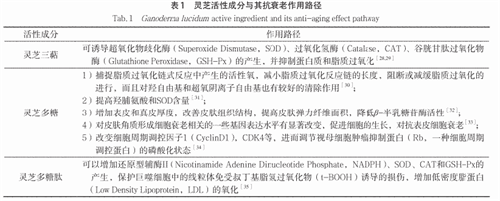 杭州亞運會官方靈芝產(chǎn)品供應商|杭州亞運會官方供應商|中國靈芝十大品牌|仙客來靈芝|仙客來靈芝破壁孢子粉|仙客來孢子油|仙客來靈芝飲片|仙客來破壁孢子粉|靈芝孢子油|孢子粉|靈芝破壁孢子粉|靈芝|中華老字號