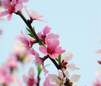 清明小長假謹防疫情！健康長壽請謹記這“三個字”