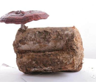 小滿時節(jié)脾胃失調(diào)，如何養(yǎng)生才健康？