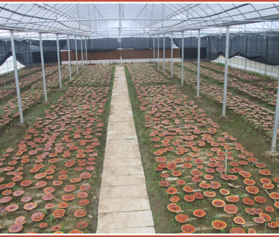 “仙客來(lái)”又一項(xiàng)產(chǎn)品榮獲全國(guó)發(fā)明展覽會(huì)“金獎(jiǎng)”