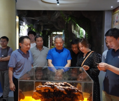中國中藥協(xié)會(huì)領(lǐng)導(dǎo)一行參訪仙客來靈芝